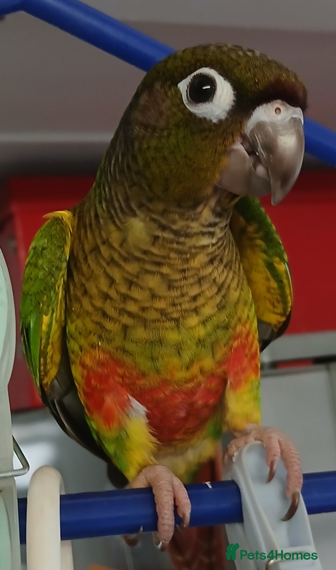 Conures birds for sale: Conures handreared Conures Green Cheeks  - Image 6