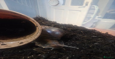 Snails invertebrates - Advert 1