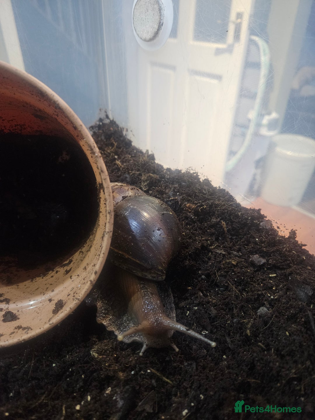 Snails invertebrates for sale: Giant African land snails - Image 3