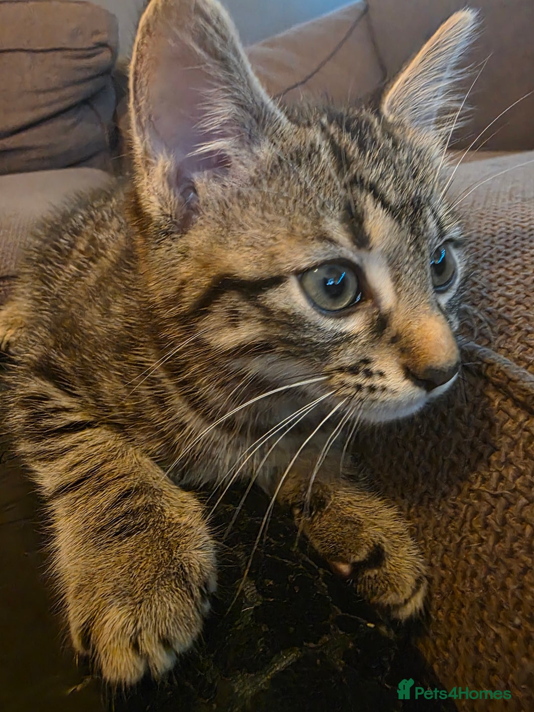 British Shorthair cats for sale: 2 Male Kittens - Advert 3