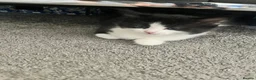 British Shorthair cats for sale: Absolutely stunning Half BSH kittens - Advert 3