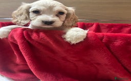 Cocker Spaniel dogs for sale: 🩷BEAUTIFUL SHOW COCKER PUPPIES🩷 - Image 11