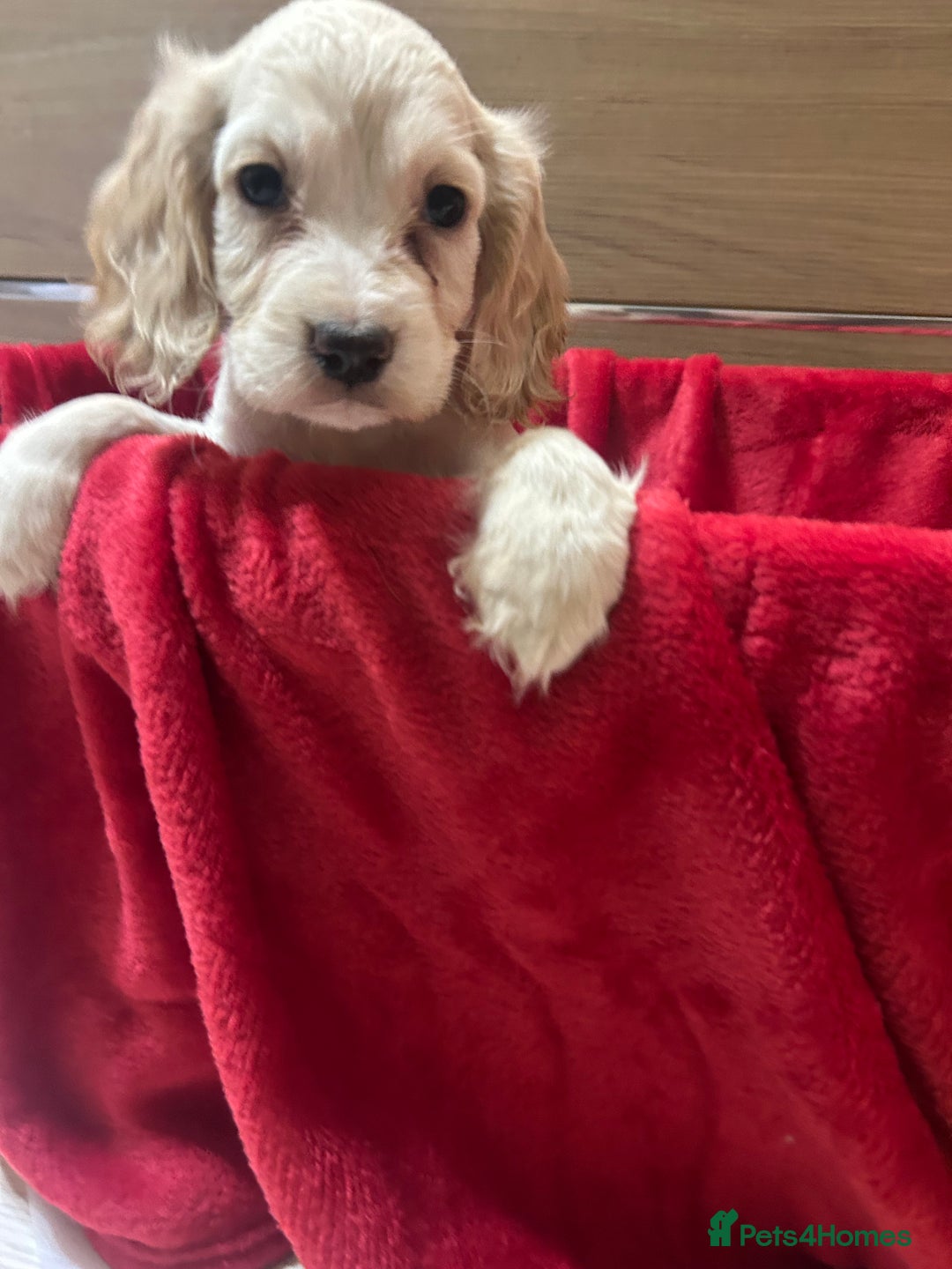 Cocker Spaniel dogs for sale: 🩷BEAUTIFUL SHOW COCKER PUPPIES🩷 - Image 11