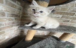 Ragdoll cats for sale: One female Ragdoll left  in Cambridge - Image 16