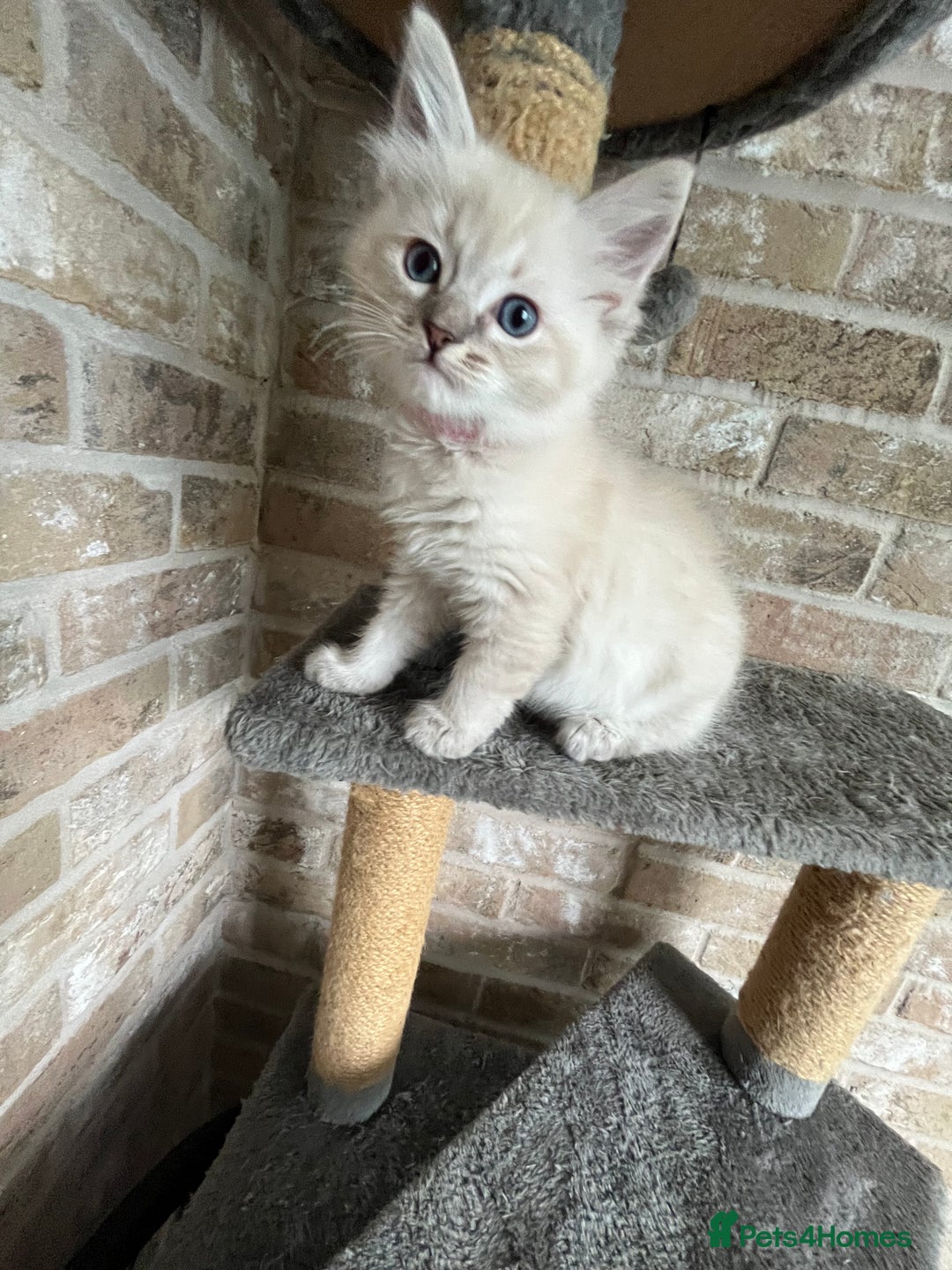 Ragdoll cats for sale: One female Ragdoll left  in Cambridge - Image 16
