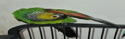 Conures birds for sale: Breeding pair of conure parrots  - Advert 3