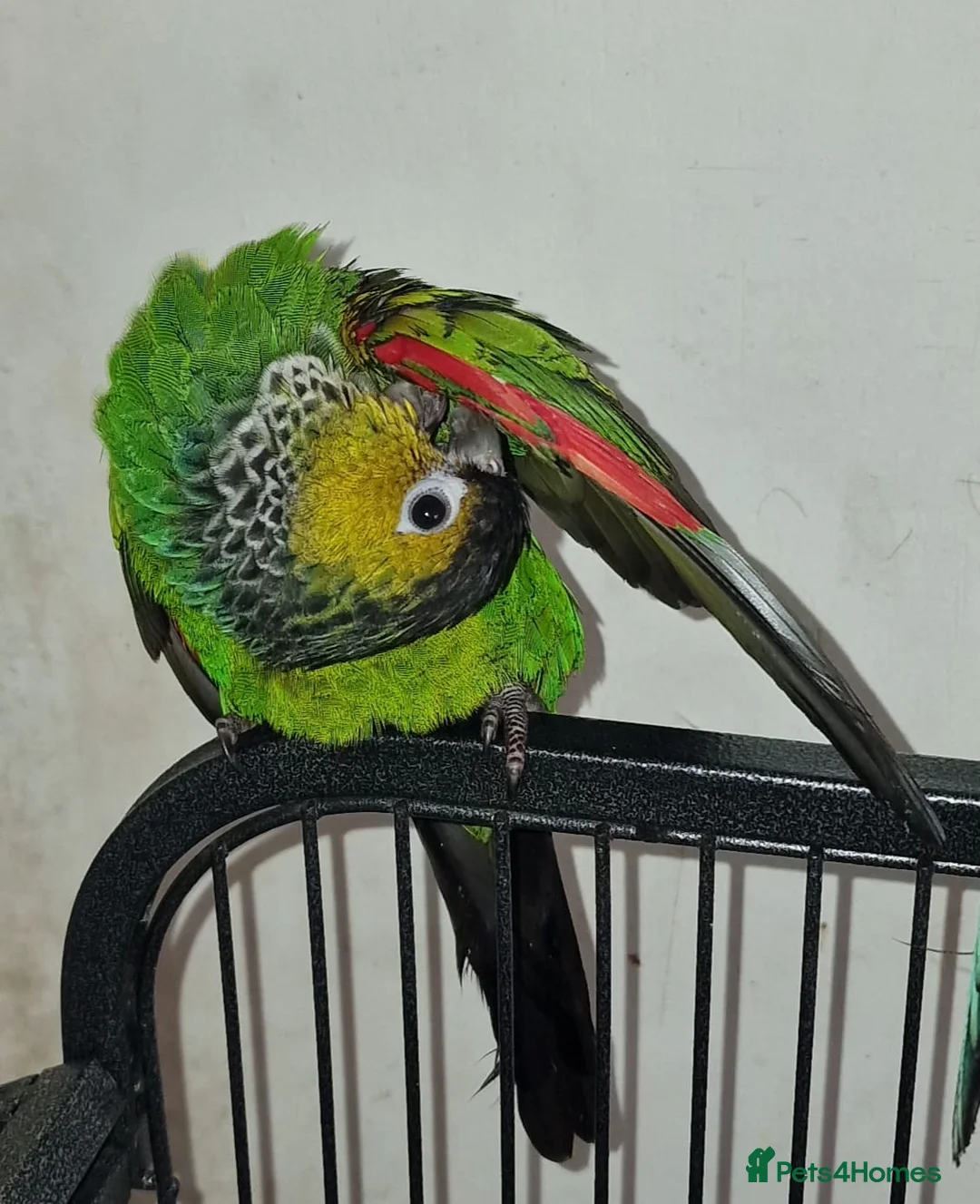 Conures birds for sale: Breeding pair of conure parrots  - Advert 3