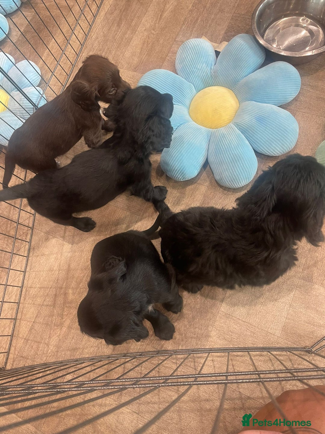 Cockapoo dogs for sale: READY NOW..!  cockapoos *1 girl 2boys* - Image 7