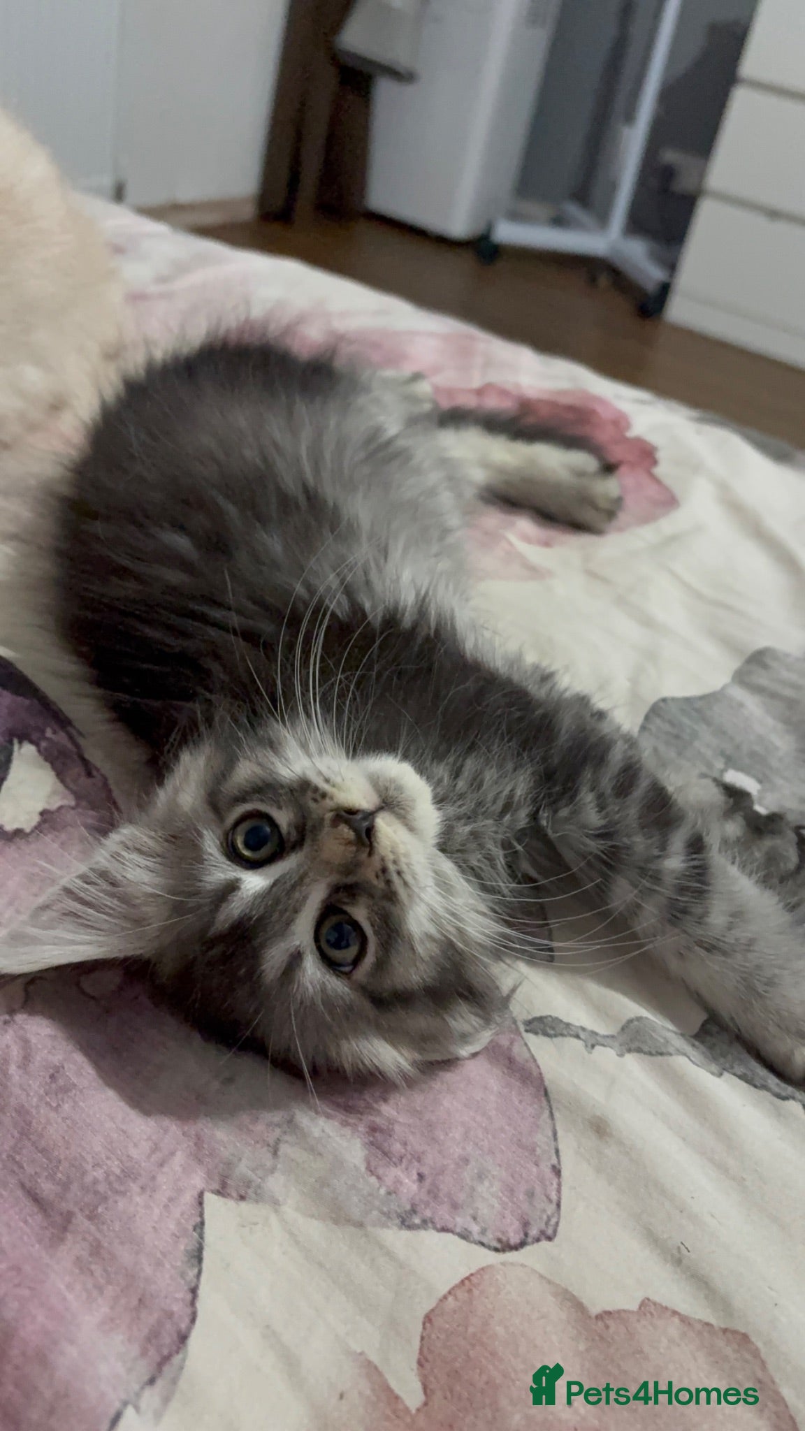 Maine Coon cats 🐈‍⬛Sweet bundle of Joy TICA register🐈‍⬛ - Advert 2