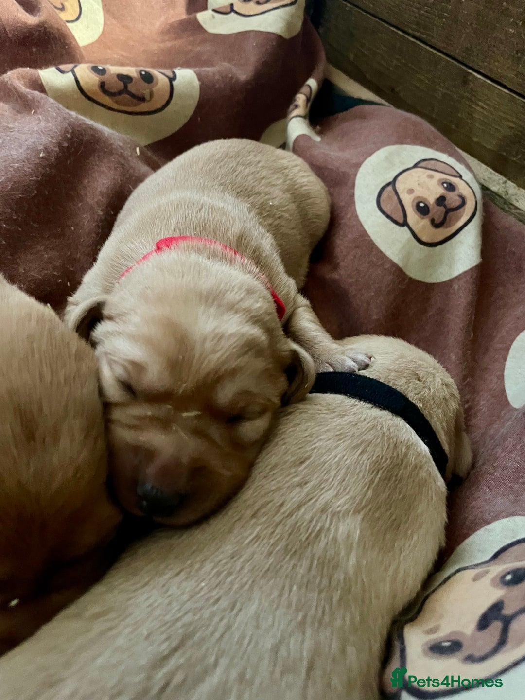 Labrador Retriever dogs for sale: KC Labrador pups ready 5th Jan 26 - Advert 10