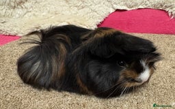 Guinea Pig rodents for sale: Peruvian Tri coloured baby boar  - Advert 3