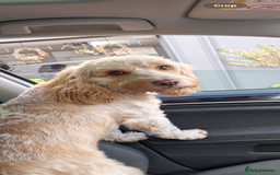 Cockapoo dogs for stud: Cooper - Advert 2