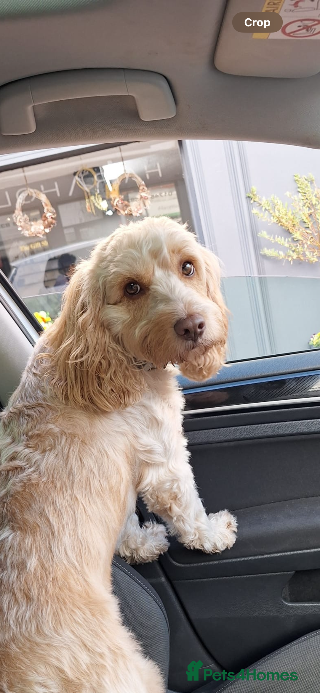 Cockapoo dogs for stud: Cooper - Advert 2