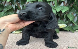 Cocker Spaniel dogs for sale: Last beautiful boy ! import line show cockers - Image 16