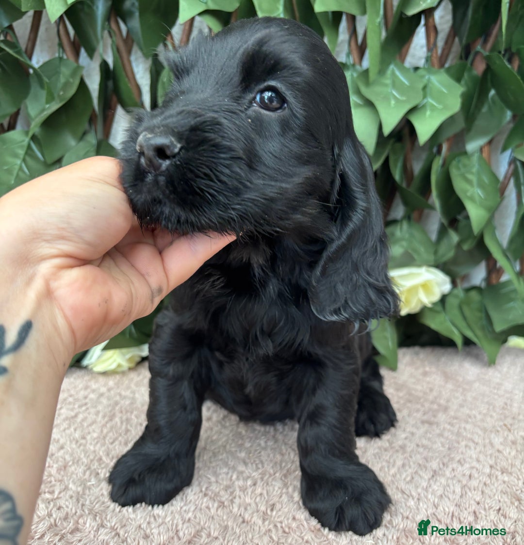 Cocker Spaniel dogs for sale: Last beautiful boy ! import line show cockers - Image 16