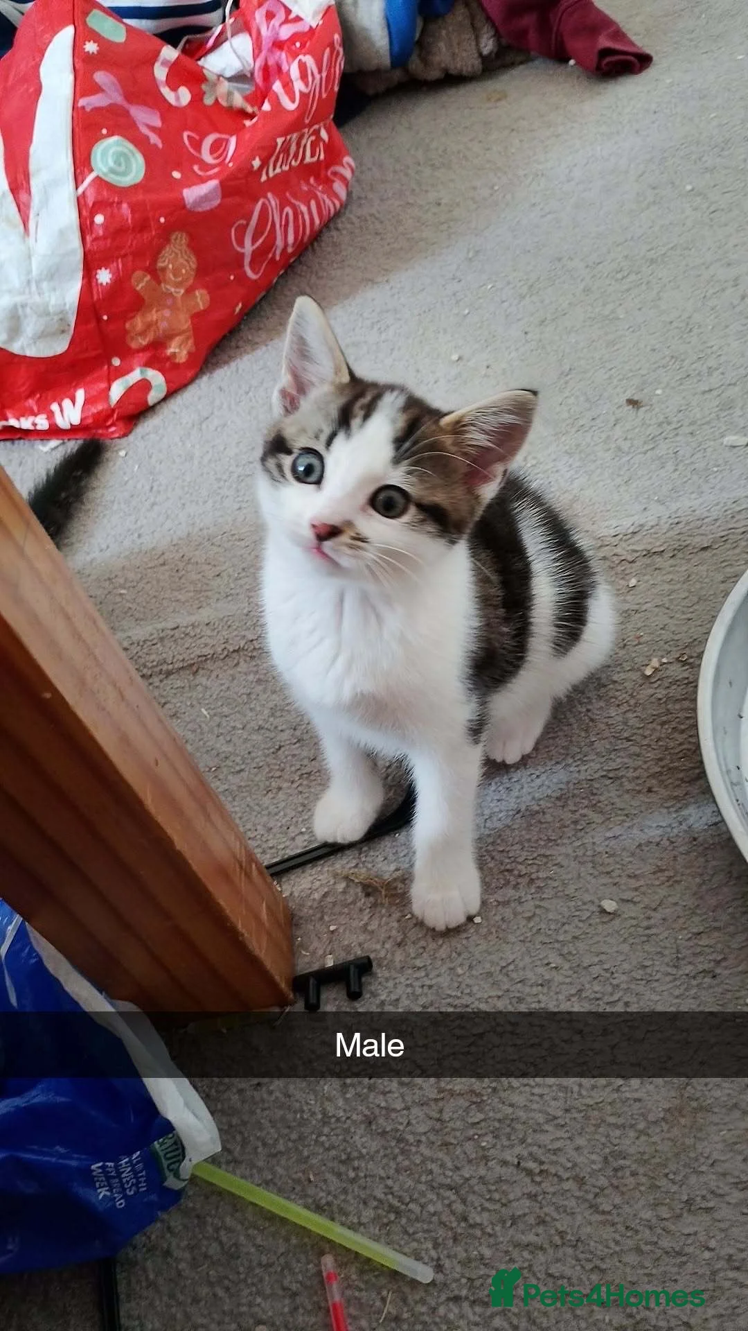 British Shorthair cats for sale: Ready for forever homes  - Advert 2