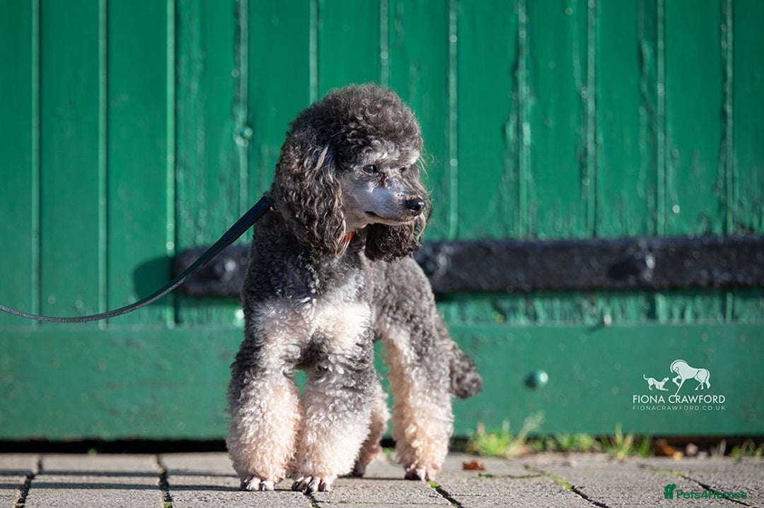 Poodle dogs for stud: KC Registered, health tested toy poodle stud dogs  in Exeter - Advert 2