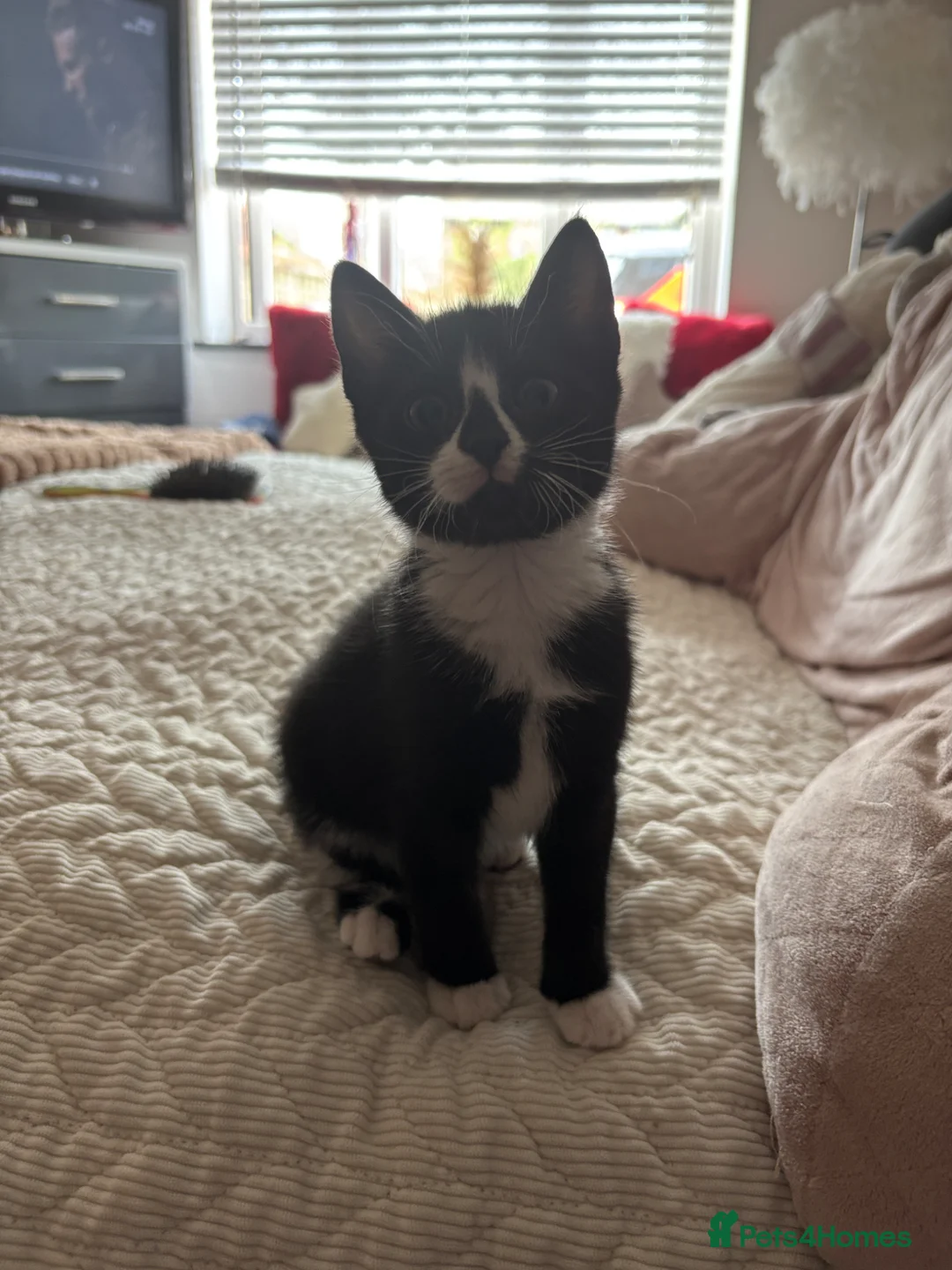 Domestic Shorthair cats for sale: Lily the kitten - Advert 4