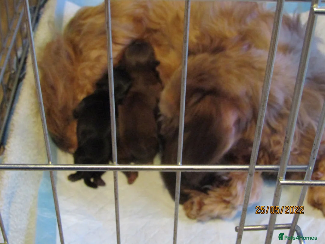 Shih Tzu dogs for stud: Bailey for stud in Spalding - Advert 36