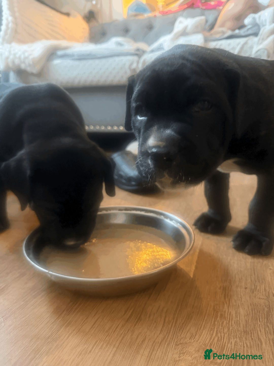 Presa Canario dogs for sale: 1 Male and 1 Female Quality Presa Canario Puppies in Solihull - Advert 11