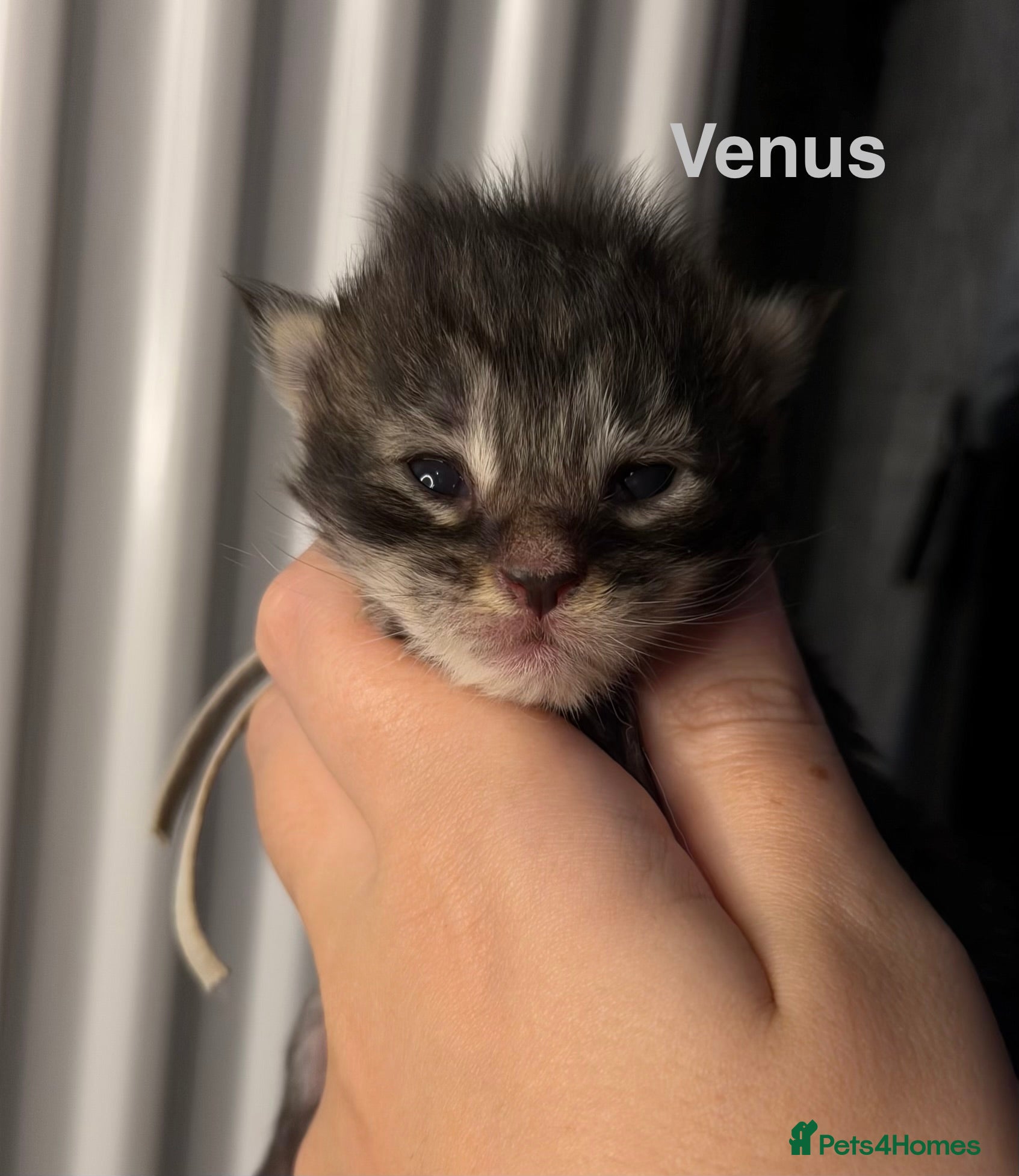 Maine Coon cats TICA Registered Maine Coon Kittens  - Advert 9