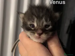 Maine Coon cats TICA Registered Maine Coon Kittens - Advert 9