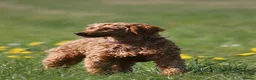 Maltipoo dogs for sale: F1 Apricot & Cream Maltipoo Puppies - Advert 15