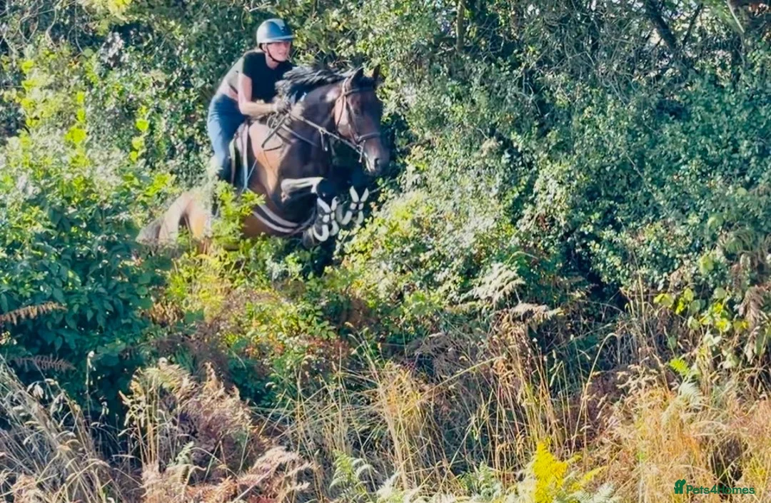 Irish Sports horses for sale: Seriously Talented Prospect  - Advert 1