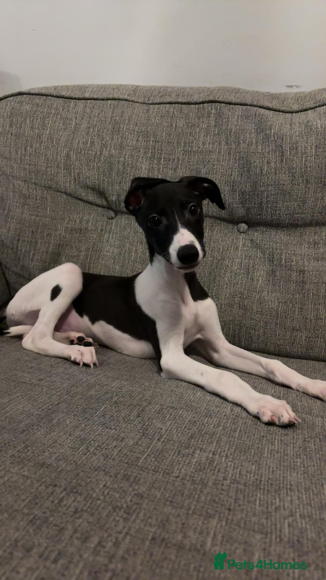 Whippet dogs LAST STUNNING BLACK & WHITE BOY  - Advert 1