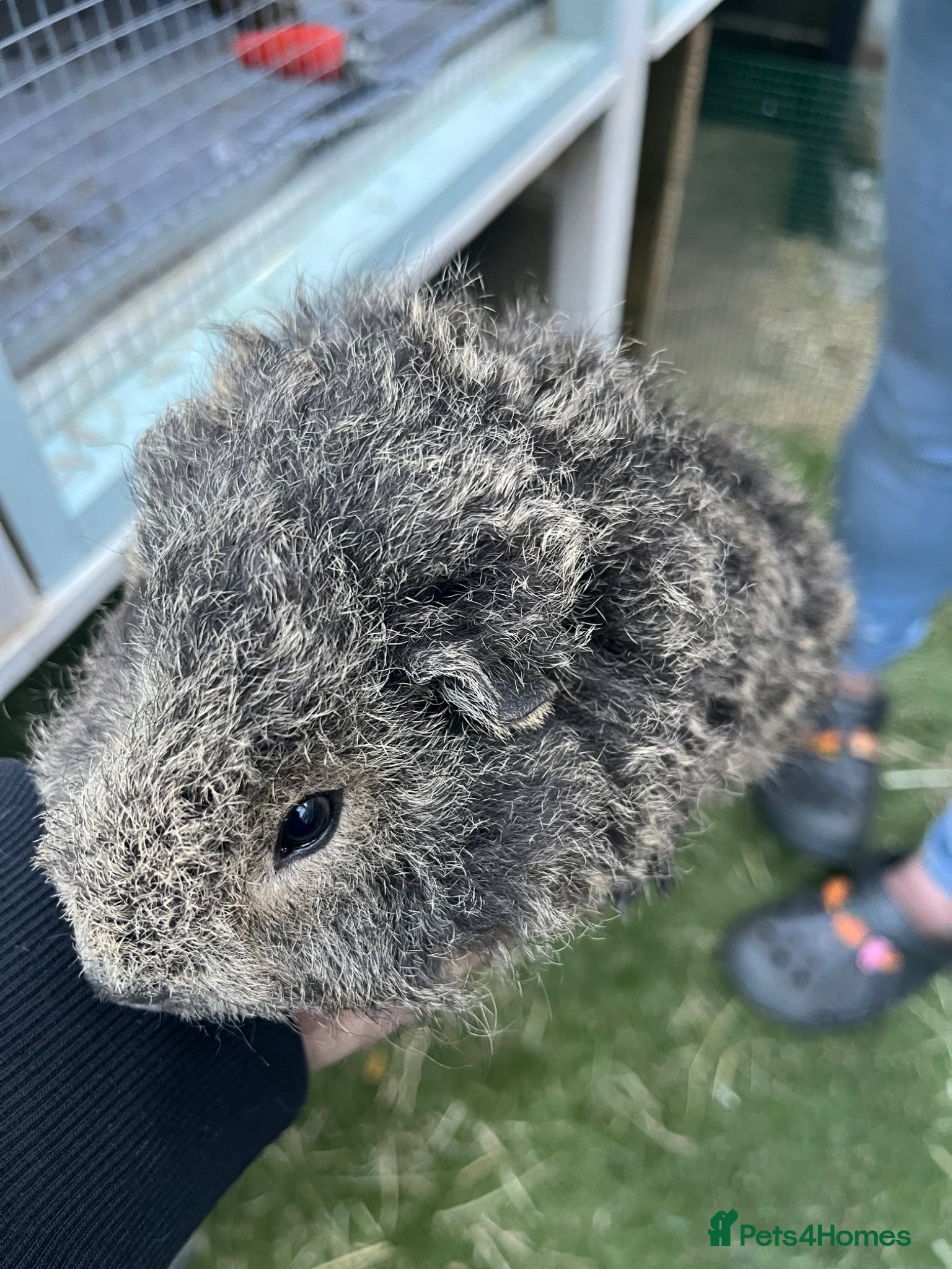 Guinea Pig rodents Pure bred texel Guinea Pig - Advert 1