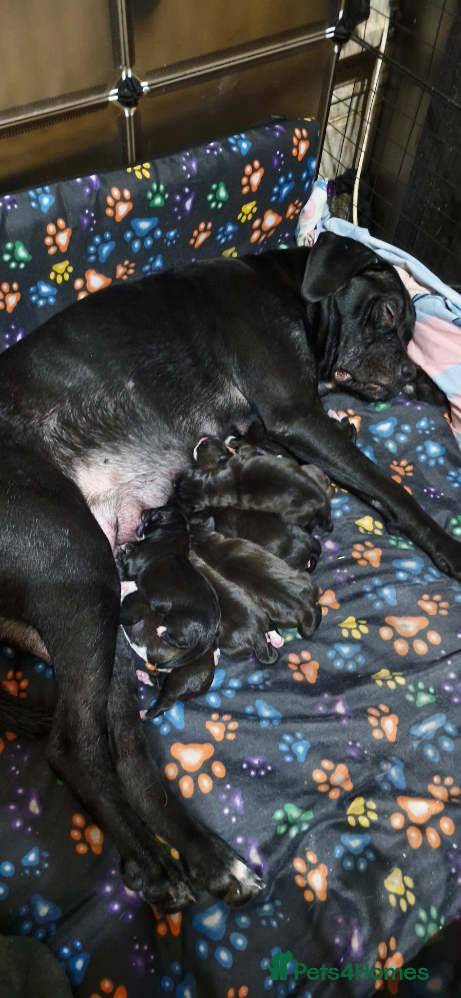 Mixed Breed dogs Caine-corso cross  - Advert 1