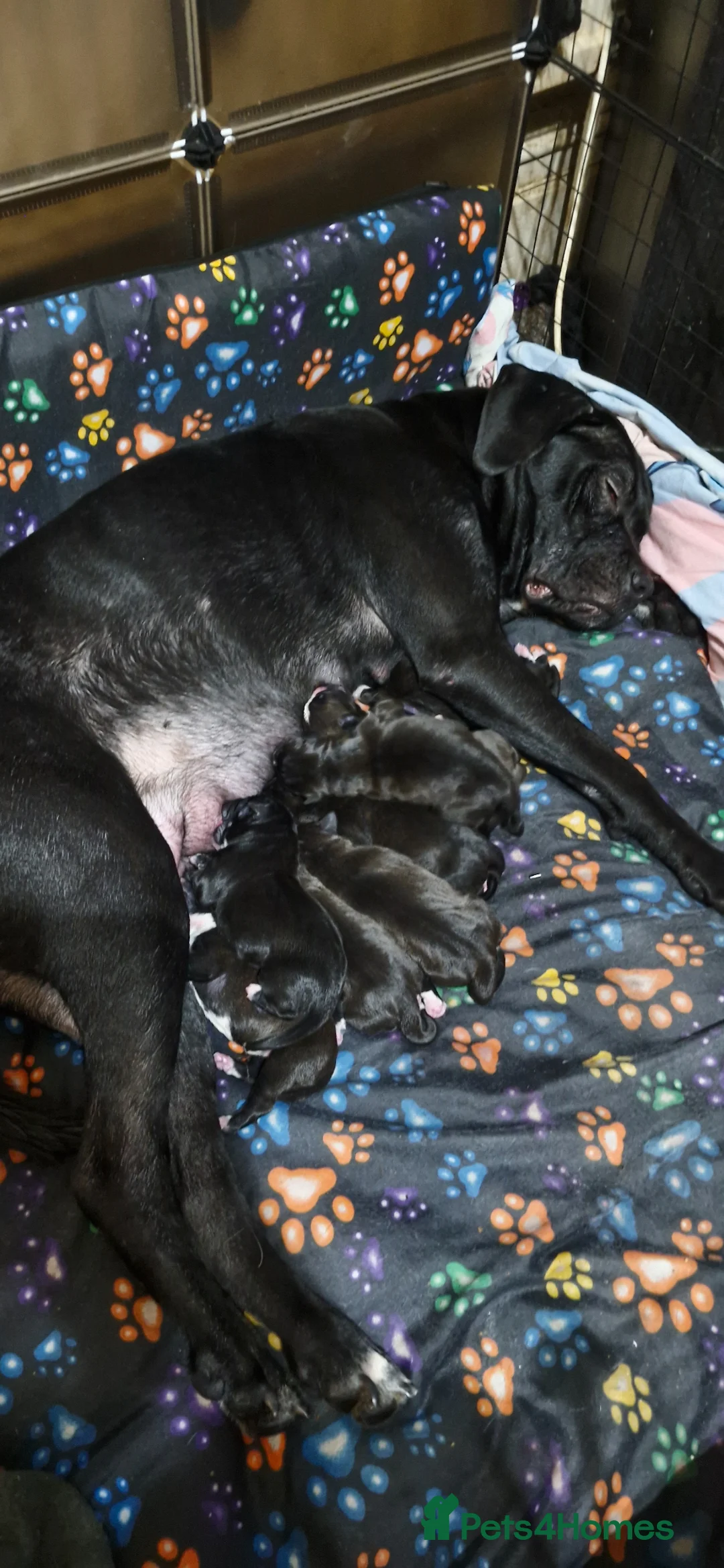 Mixed Breed dogs for sale: Caine-corso cross  in Rossendale - Advert 1