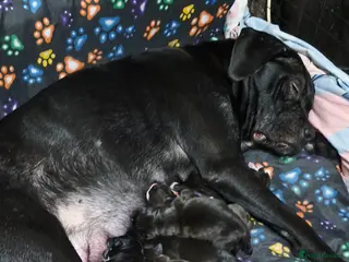 Mixed Breed dogs Caine-corso cross - Advert 2