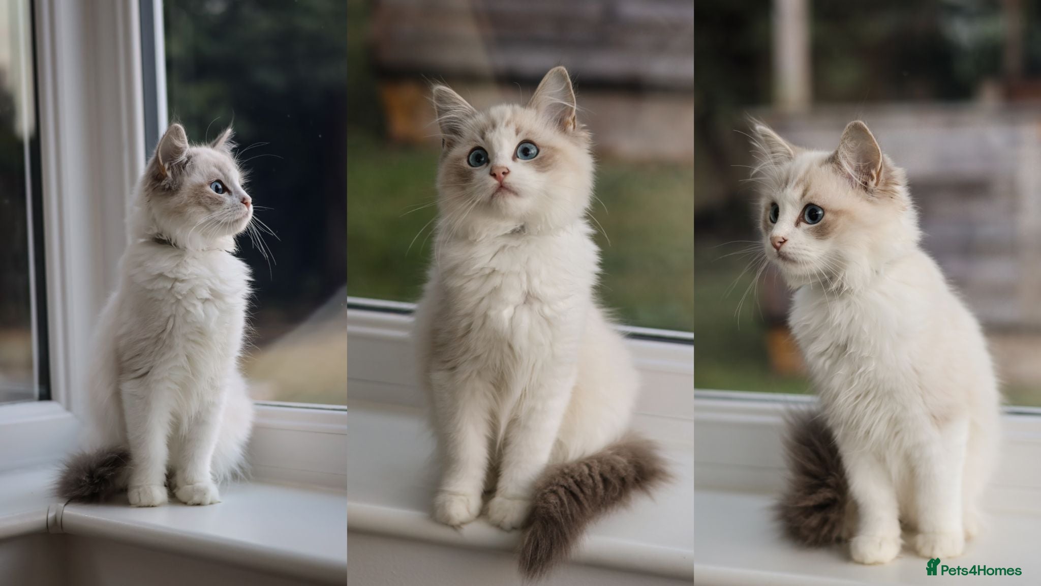 Ragdoll cats Tica Registered 💎 Ragdoll Kittens - Advert 1
