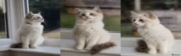 Ragdoll cats for sale: Tica Registered 💎 Ragdoll Kittens - Advert 1
