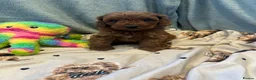 Cavapoo dogs for sale: 🌟 Beautiful Cavapoo Puppies  🌟 - Advert 3
