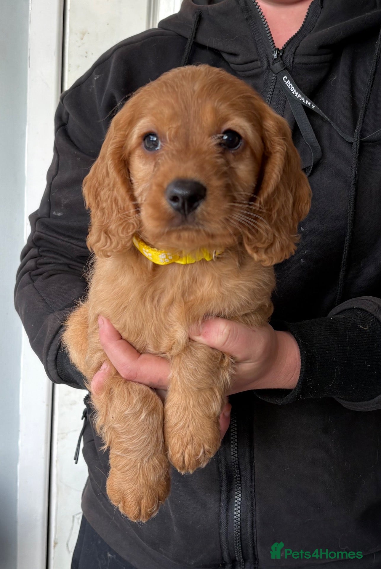 Cockapoo dogs for sale: READY NOW! Gorgeous F1B Miniature Cockapoo Male  - Advert 1