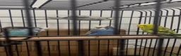 Budgerigars birds for sale: Baby Budgies available £75 a pair - Advert 2