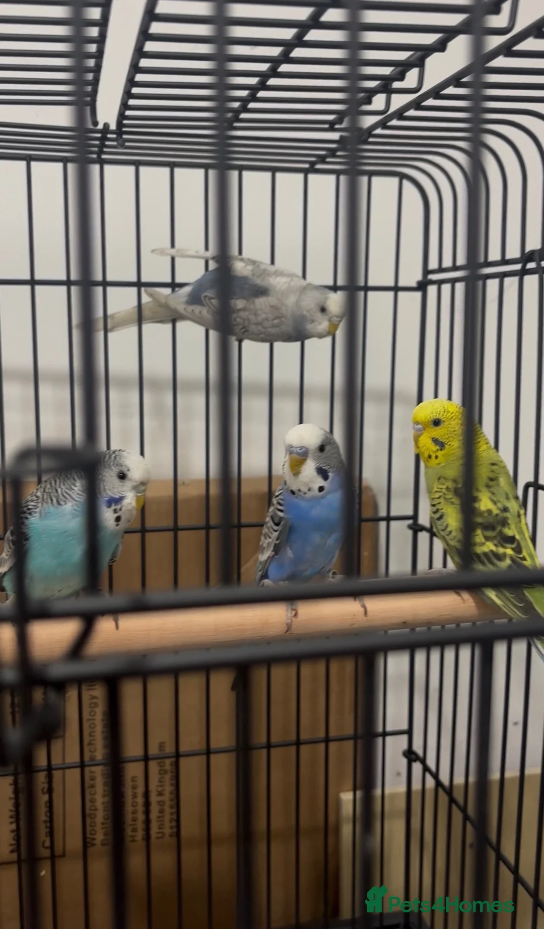 Budgerigars birds for sale: Baby Budgies available £75 a pair - Advert 2