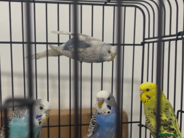 Budgerigars birds for sale: Baby Budgies available £75 a pair - Advert 2
