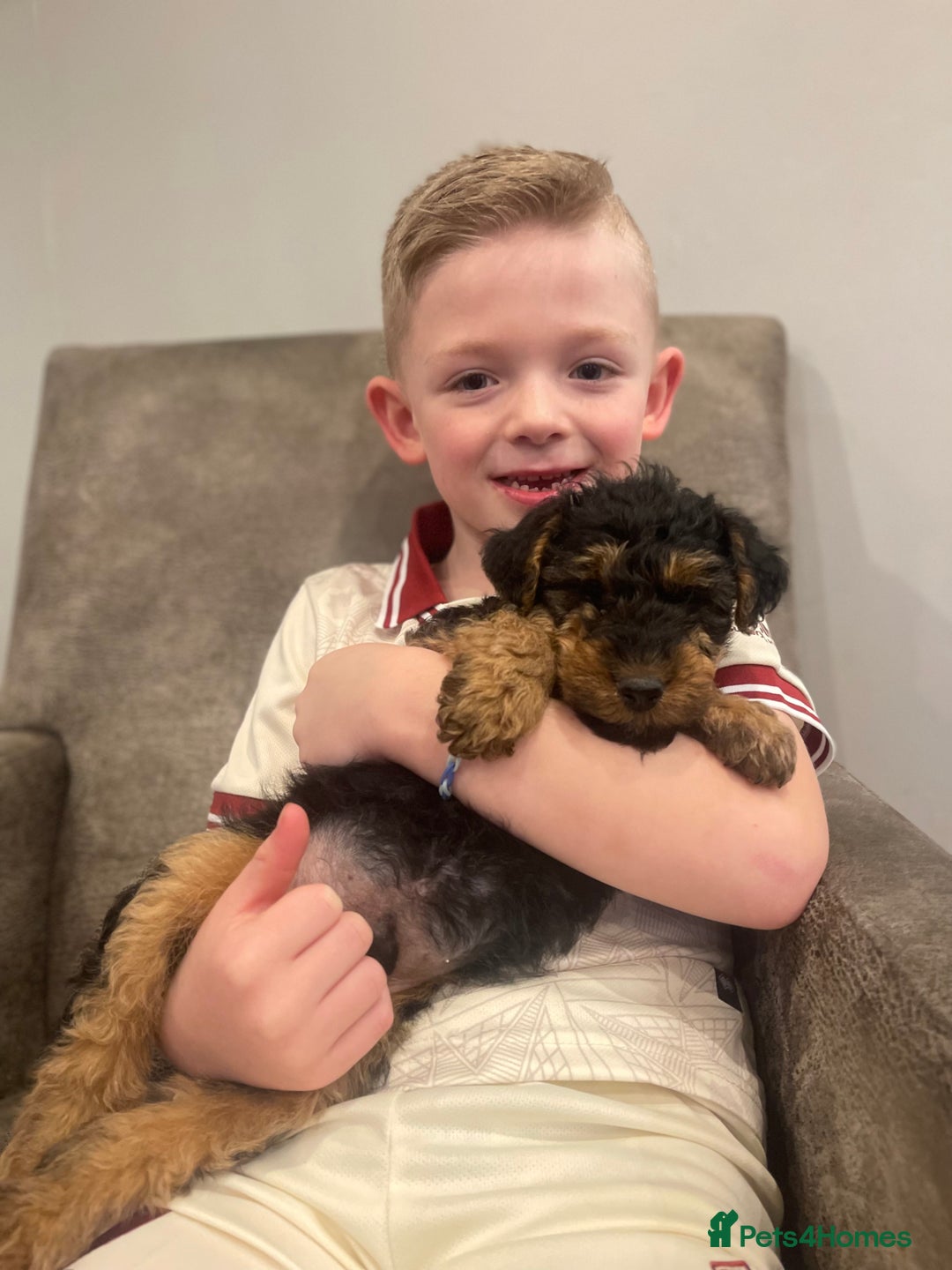 Welsh Terrier dogs for sale: A STUNNING LITTER OF WELSIES - Advert 10