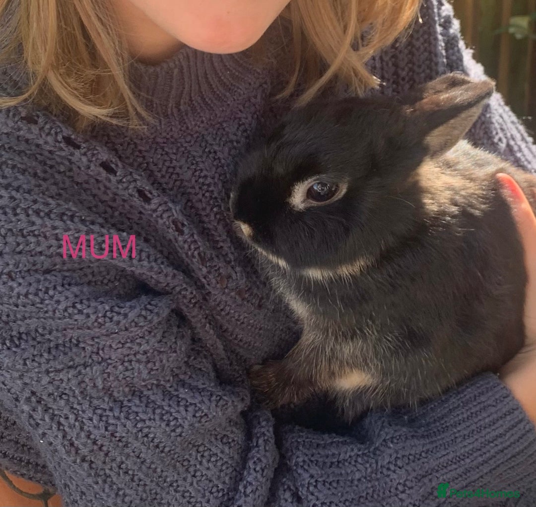 Netherland Dwarf rabbits for sale: Super friendly, 2.5 yrs old Netherland Dwarf girl  - Advert 2