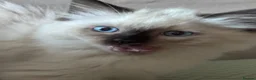 Ragdoll cats for sale: Ragkins Registered pedigree Ragdoll kittens  in Derby - Advert 4