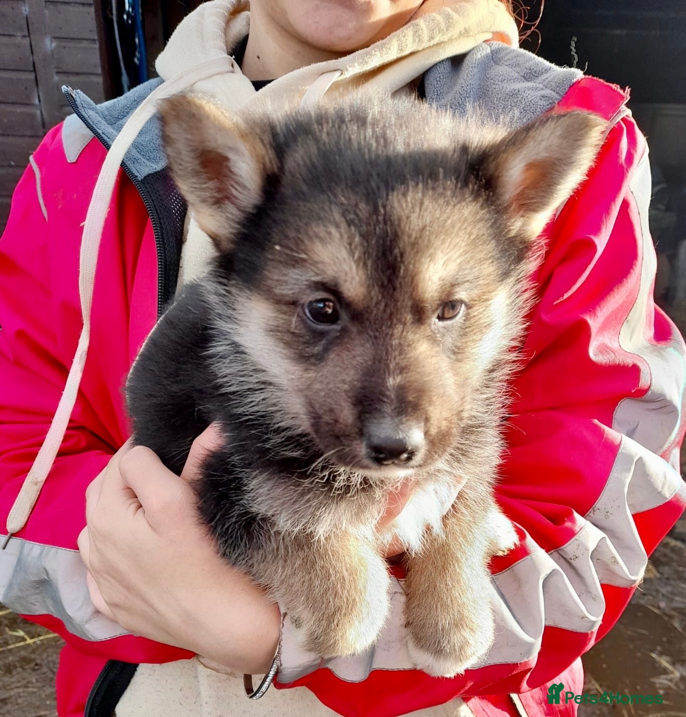 Shepsky dogs German Shepherd cross Husky Puppies  - Advert 2