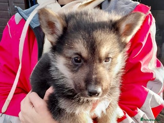 Shepsky dogs - Advert 2