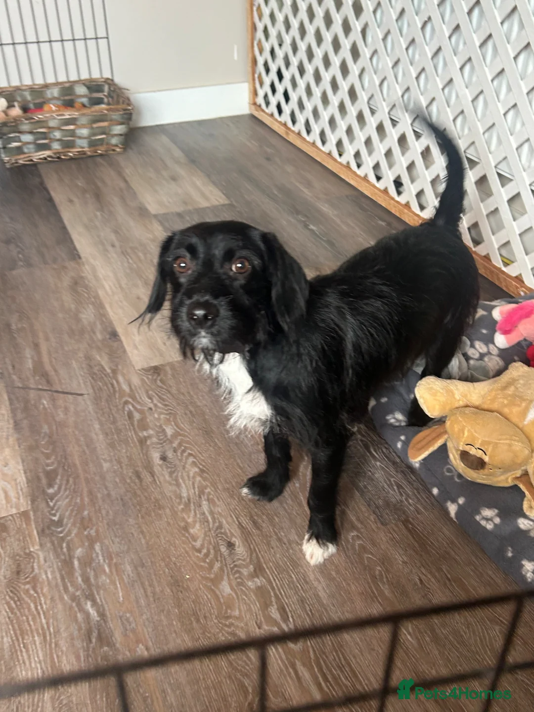 Mixed Breed dogs for sale: Daisy - Advert 2
