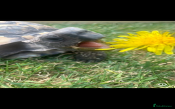 Tortoise reptiles for sale: Hermione Hermione Tortoise - Image 2