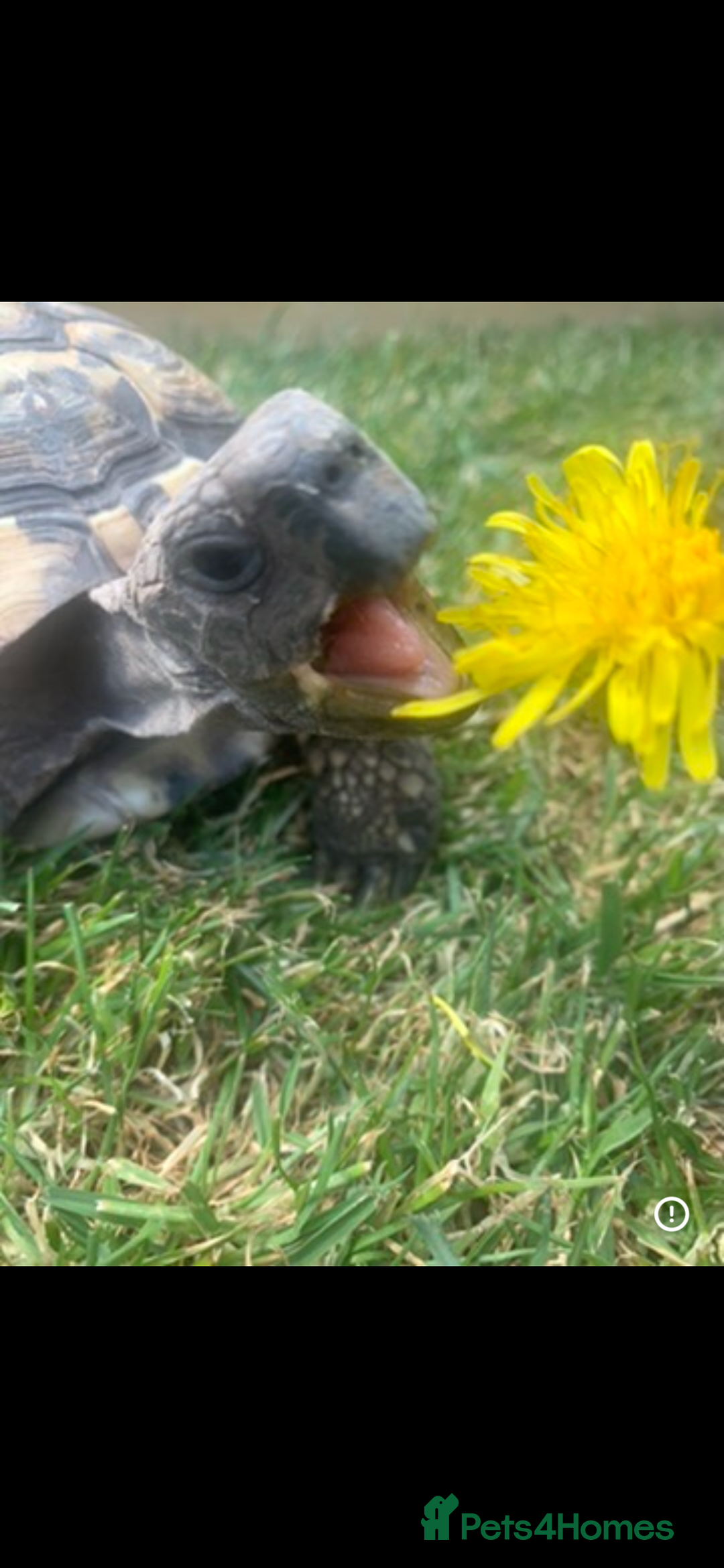 Tortoise reptiles for sale: Hermione Hermione Tortoise - Image 2