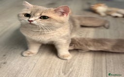 British Shorthair cats for sale: Golden Blue British Shorthair kittens  - Image 30