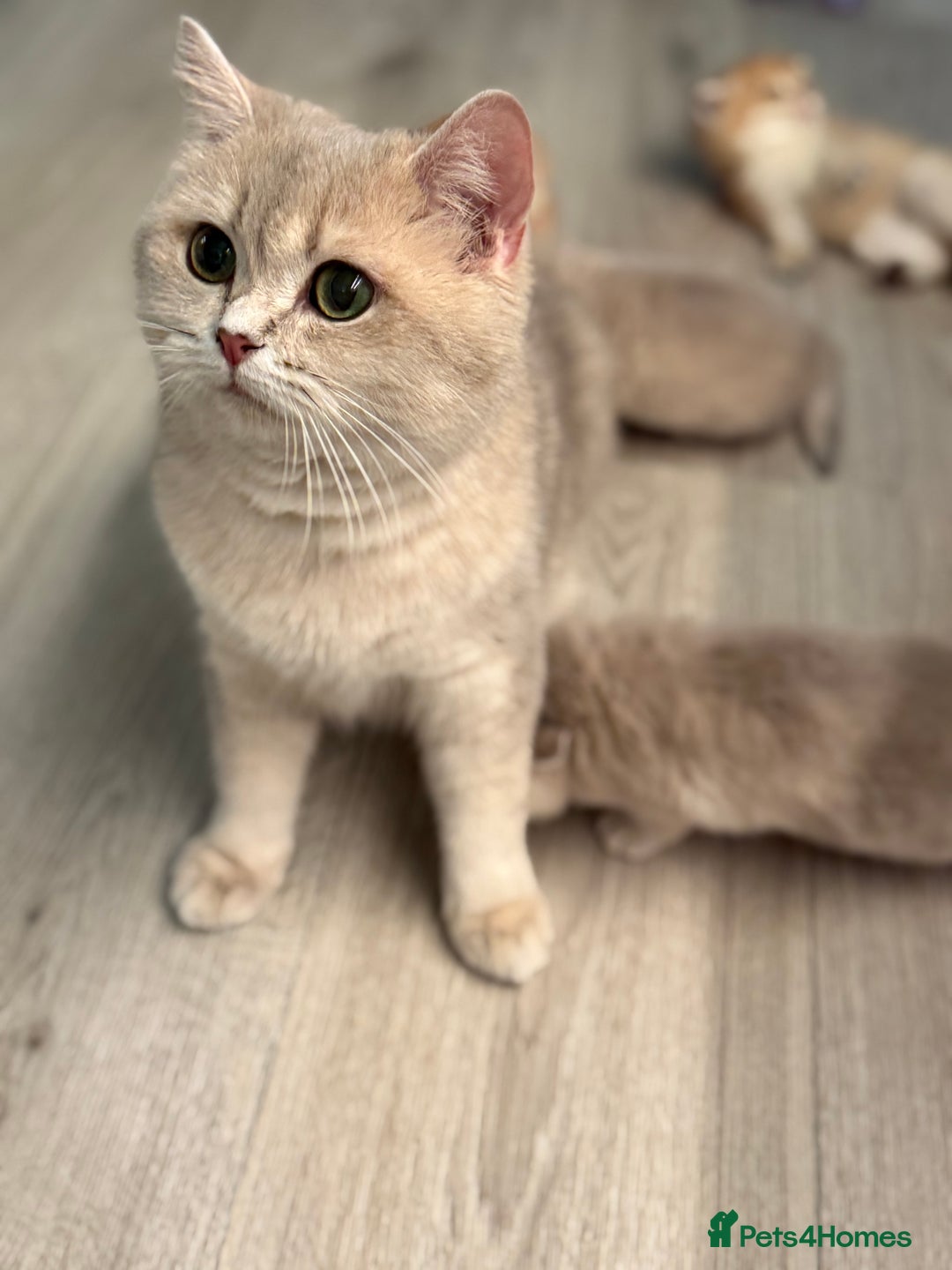 British Shorthair cats for sale: Golden Blue British Shorthair kittens  - Image 30